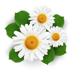 Small white flowers and leafs isolated on white background. Vector illustration.
