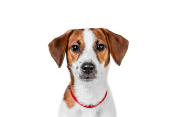 Jack Russell Terrier puppy posing - obrazy, fototapety, plakaty