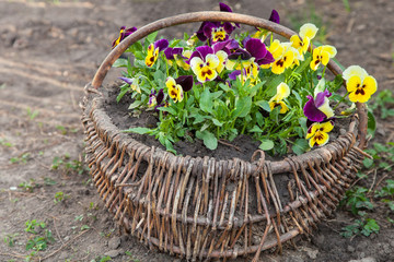 Beautiful pansies planted in basket
