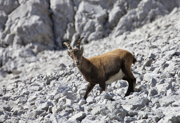 Ein kleiner Steinbock