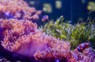 Panele Szklane Podświetlane  koral w głębokim błękitnym morzu