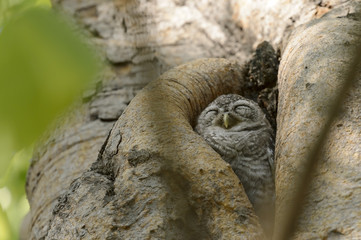 Little owl sleeping in the tree