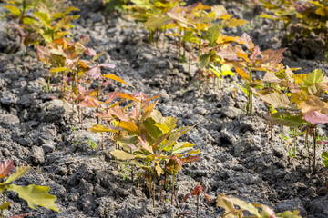 Young oak tree in the oak nursery