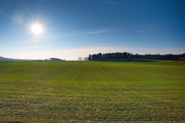 field of spring grass and forest in sunset time