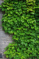 Ivy leaves background