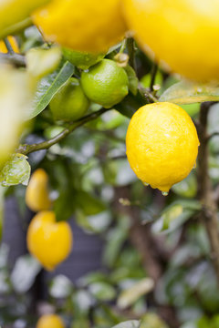 Meyer lemon tree