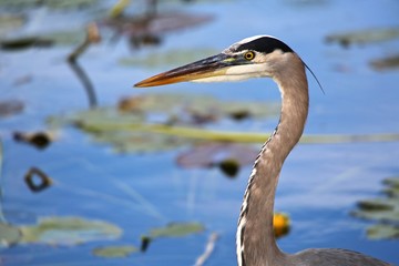 portrait of a great blue heron