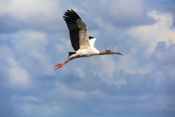 Fototapeta na wymiar wood stork flying everglades