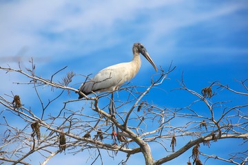 wood stork having rest in a tree