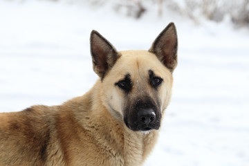 Dog in snowy weather