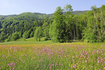 Fototapeta premium Frühlingswiese mit Kuckuckslichtnelken und Butterblumen, Rottac