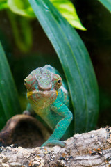 Cameleon of Madagascar