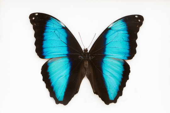 Beautiful blue butterfly, morpho  deidamia 