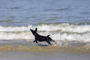 Dog running on the beach