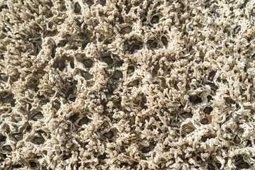 Barnacles on the boat