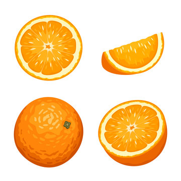 Vector illustration of whole and sliced orange fruits isolated on a white background.