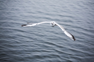 seagull flying on a background of water