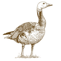 engraving  antique illustration of goose