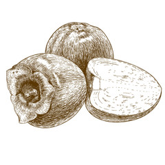 engraving  antique illustration of persimmon