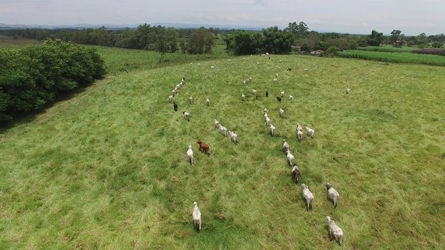 Cows on a Farm in Rural Area in Sao Paulo, Brazil