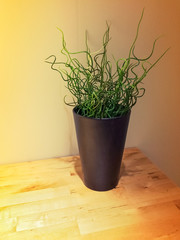 Curly green plant decorating a wooden table