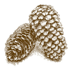 engraving illustration of  two pine cones