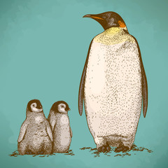 Engraving antique illustration of three king penguins