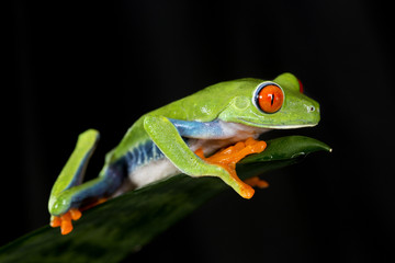 Red Eyed Tree Frog on Green Leaf