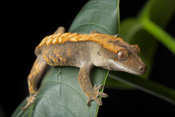 Fototapeta premium Crested Gecko on Leaves