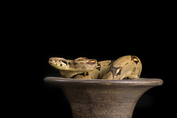 Snake coiled over pot with black background
