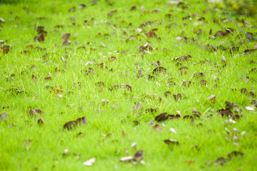 Green Grass on green background with leaves