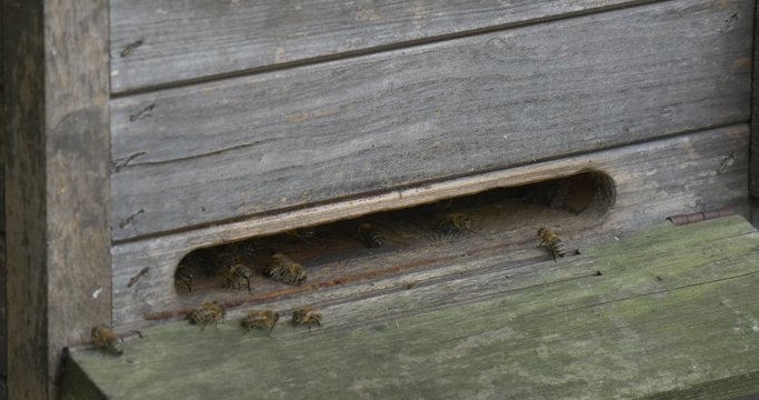 Wooden Beehive, Slot With Bees, Closeup