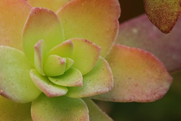 Sedum - Sempervivum