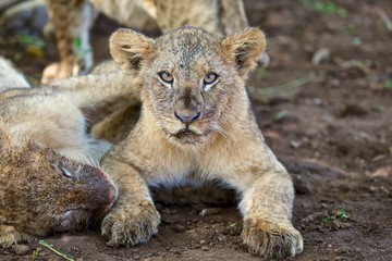 Fototapeta na wymiar lion cub looking at me