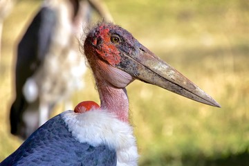 portrait of a marabou stork kenya