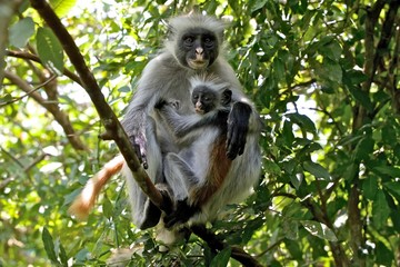 mother and son red colobus