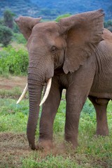elephant at tarangire national park