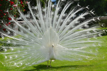 Obraz premium White Peacock