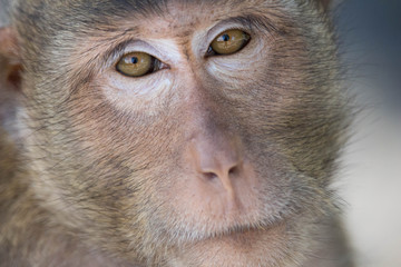 サルのポートレート
