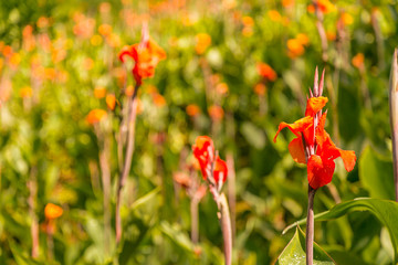 Red Flower Garden Closeup