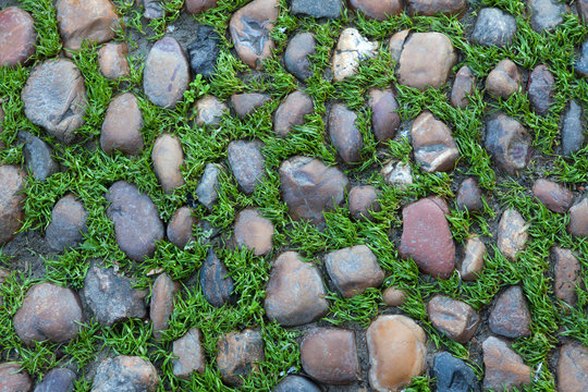 Green grass growing through the cobbled pavement. Background tex