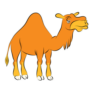 Illustration of the chewing orange camel with one hump