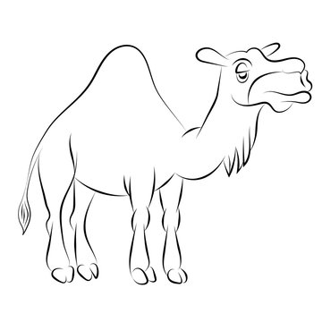 Illustration of the chewing camel with one hump drawn with a contour