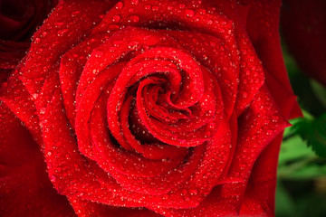 Red roses over valentines day