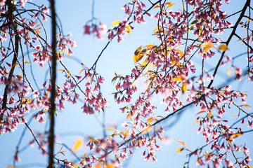 Pink sakura, Cherry blossom in Thailand.