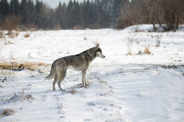 Fototapeta na wymiar husky dog in winter forest