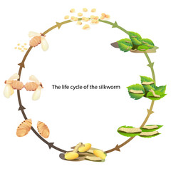 life cycle silk worm