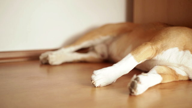 Sleeping beagle doesn't like to be disturbed while napping