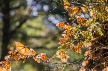 Fototapeta premium Monarch Butterflies on tree branch in blue sky background, Michoacan, Mexico
