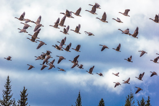Flock of Migrating Canada Geese in Flight in blue sky background 